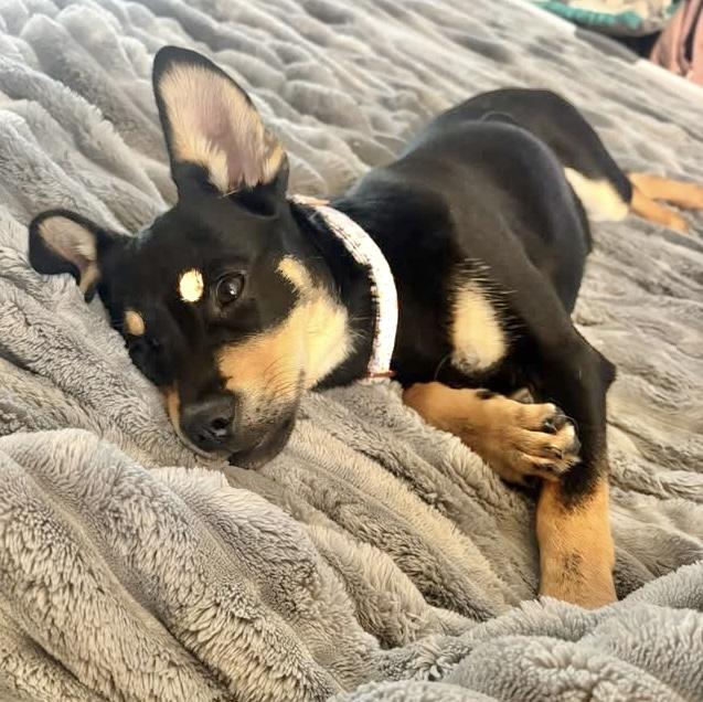 Enlarge Sana, an adopted mixed breed in Pittstown, NJ image 5/5