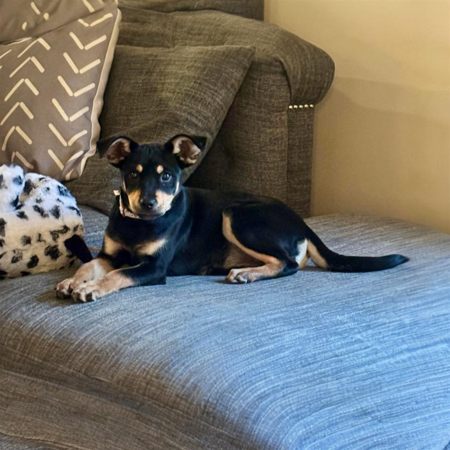 Enlarge Sana, an adopted mixed breed in Pittstown, NJ image 3/5