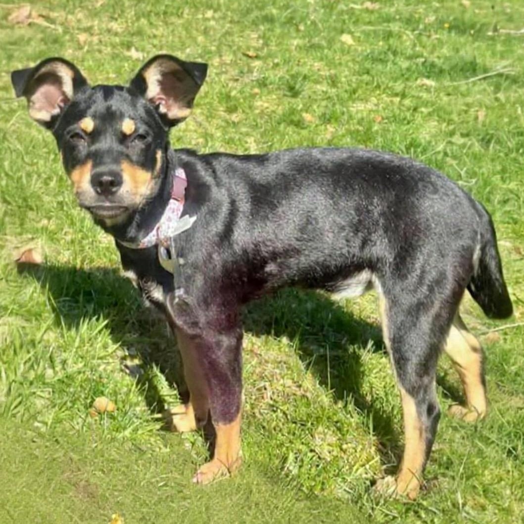 Enlarge Sana, an adopted mixed breed in Pittstown, NJ image 2/5