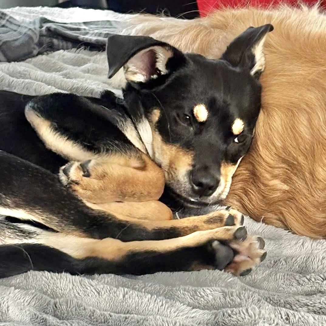 Sana, adopted, Puppy Female Mixed Breed.