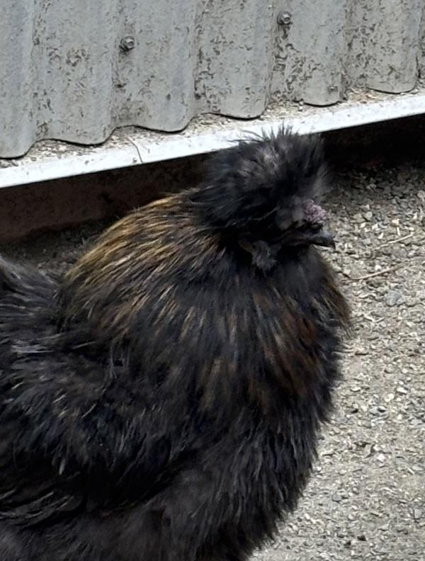 Enlarge Onyx, a Adoptable mixed breed in Golden, CO image 1/1