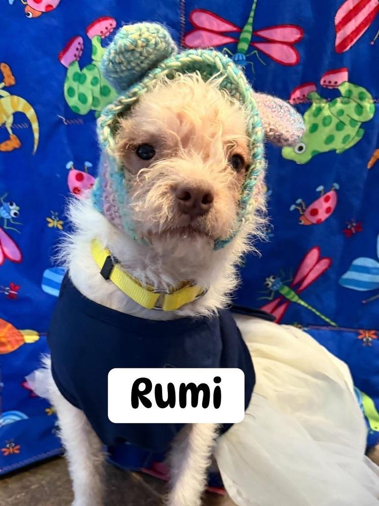 Rumi, Adoptable, Young Female Mixed Breed.