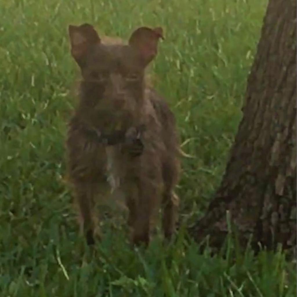 Bobo (Dallas), a Adoptable mixed breed in Houston, TX image 1/5