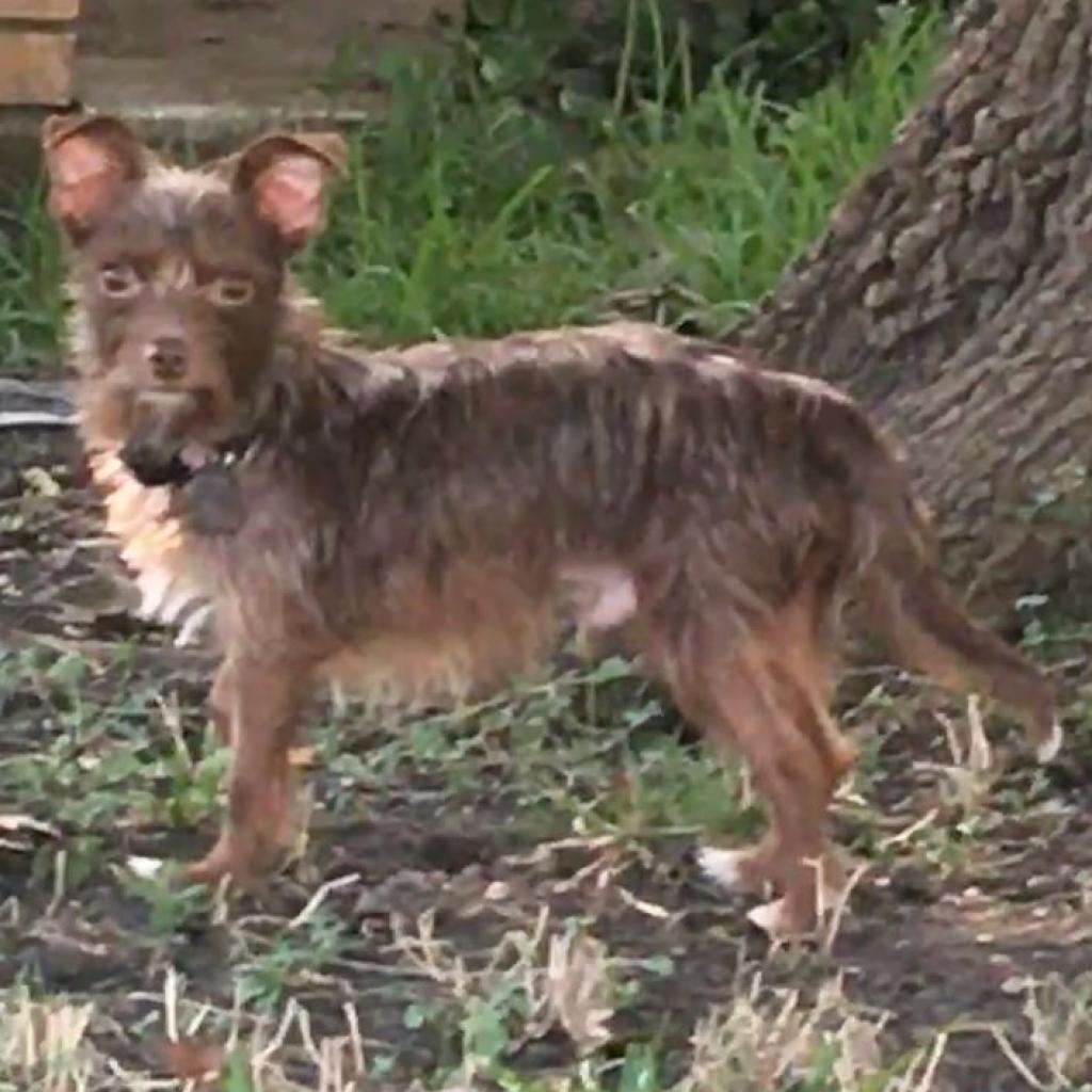 Bobo (Dallas), a Adoptable mixed breed in Houston, TX image 2/5