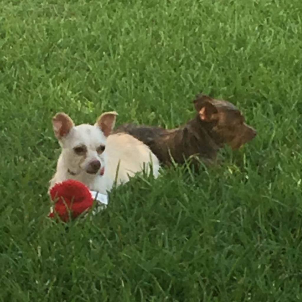 Bobo (Dallas), a Adoptable mixed breed in Houston, TX image 3/5