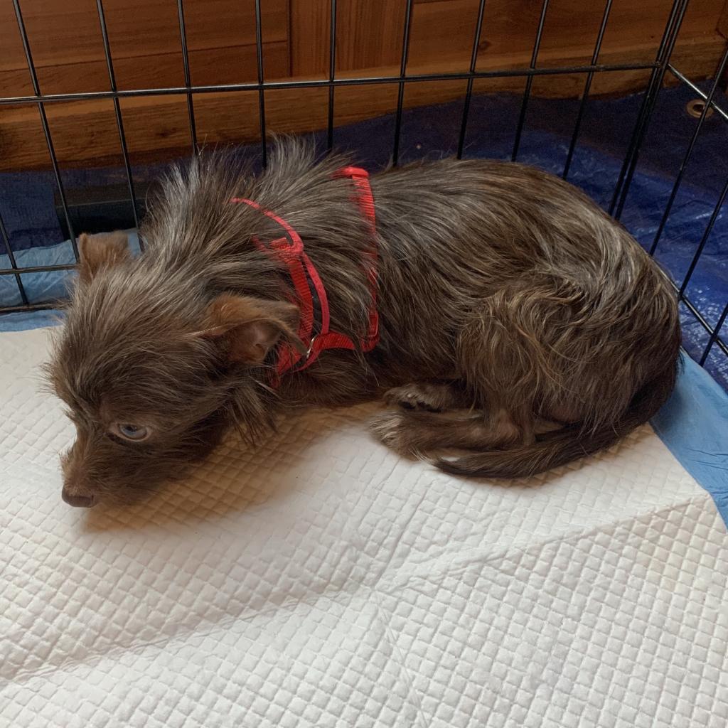 Bobo (Dallas), a Adoptable mixed breed in Houston, TX image 4/5