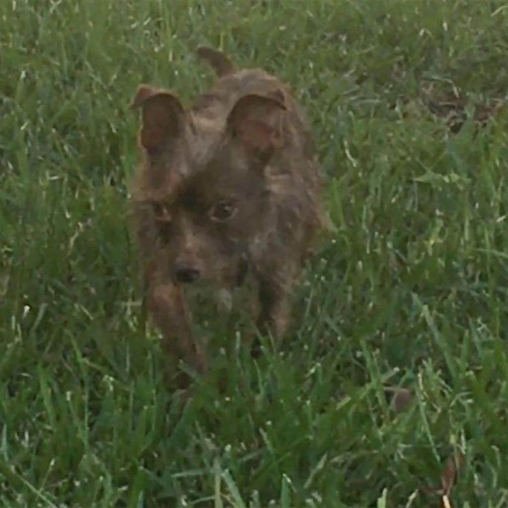 Bobo (Dallas), a Adoptable mixed breed in Houston, TX image 5/5