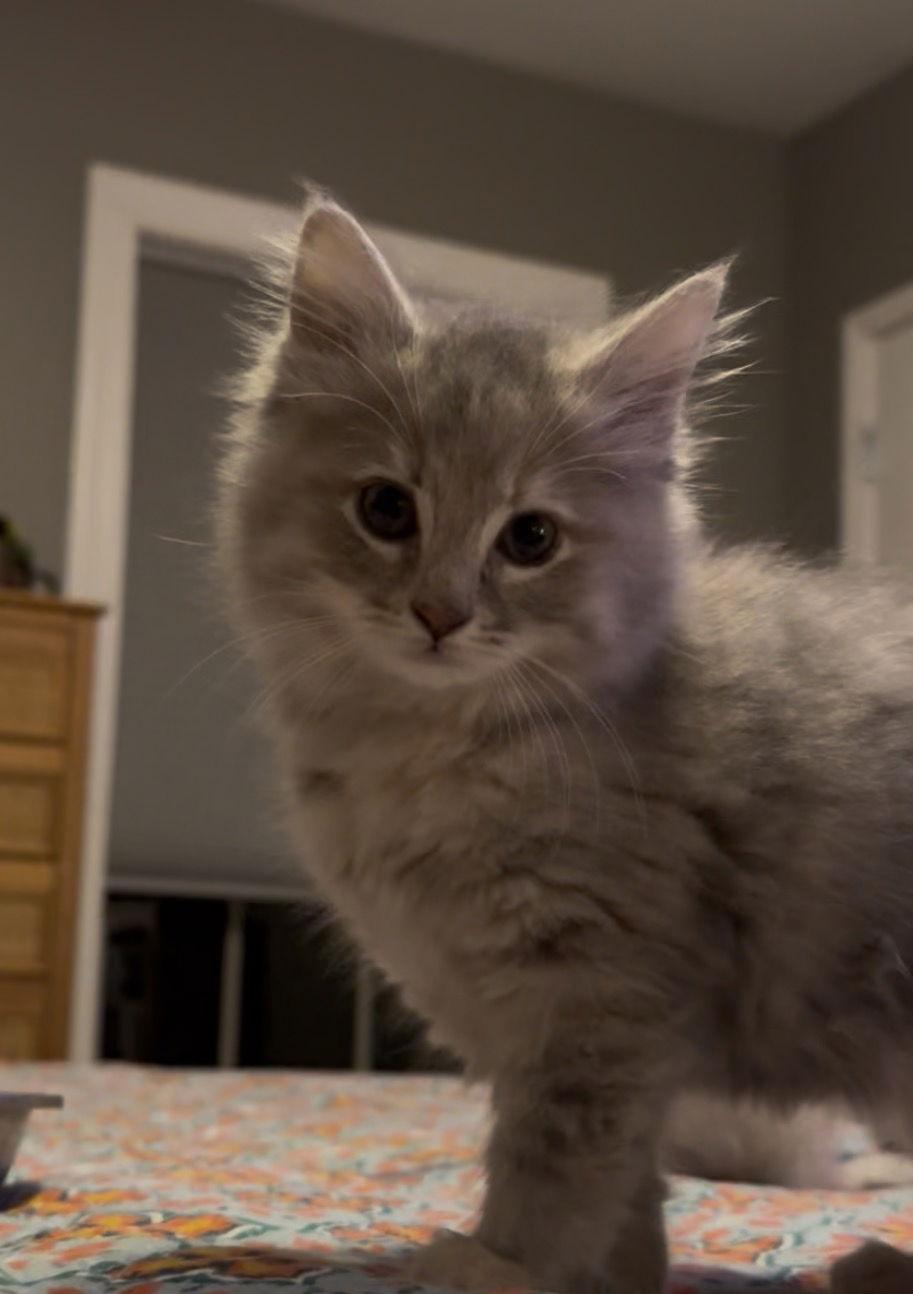 Maria, Adopted, Kitten Female Dilute Tortoiseshell & Domestic Long Hair.