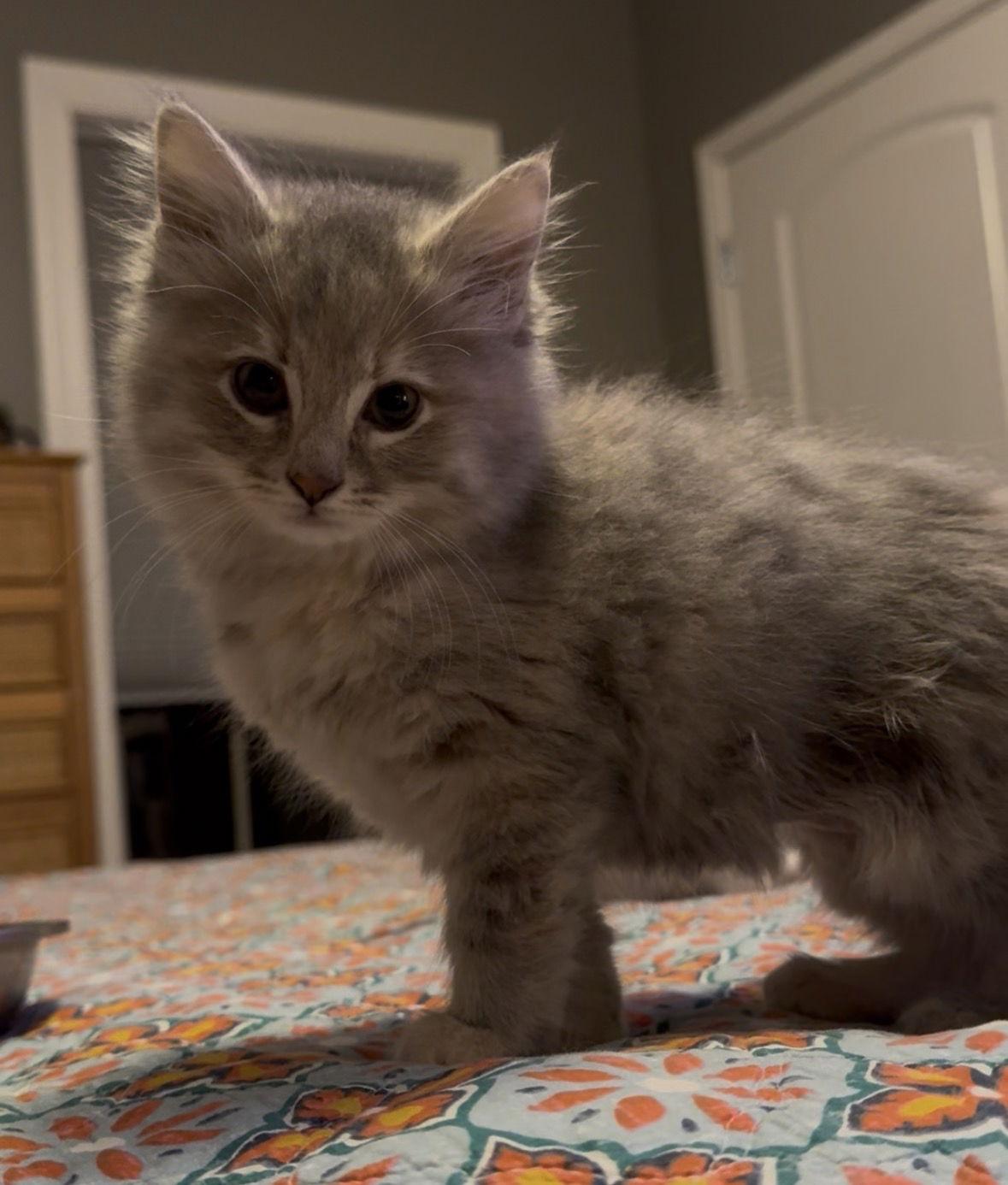 Enlarge Maria, a Adopted mixed breed in Georgetown, KY image 2/2