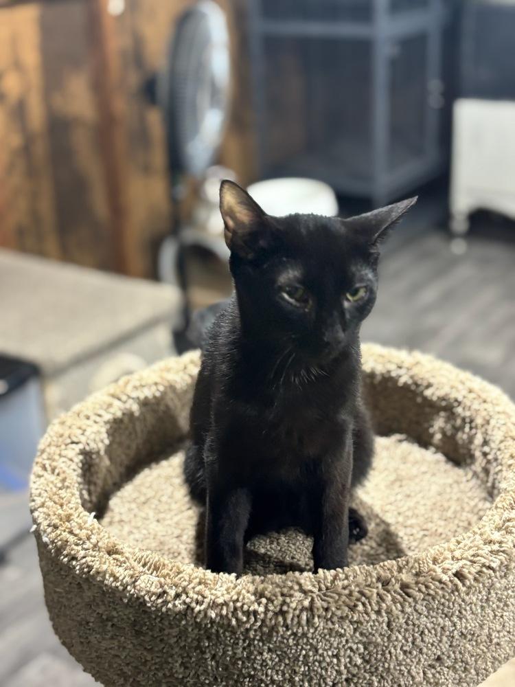 Inky, Adoptable, Kitten Male Domestic Short Hair.