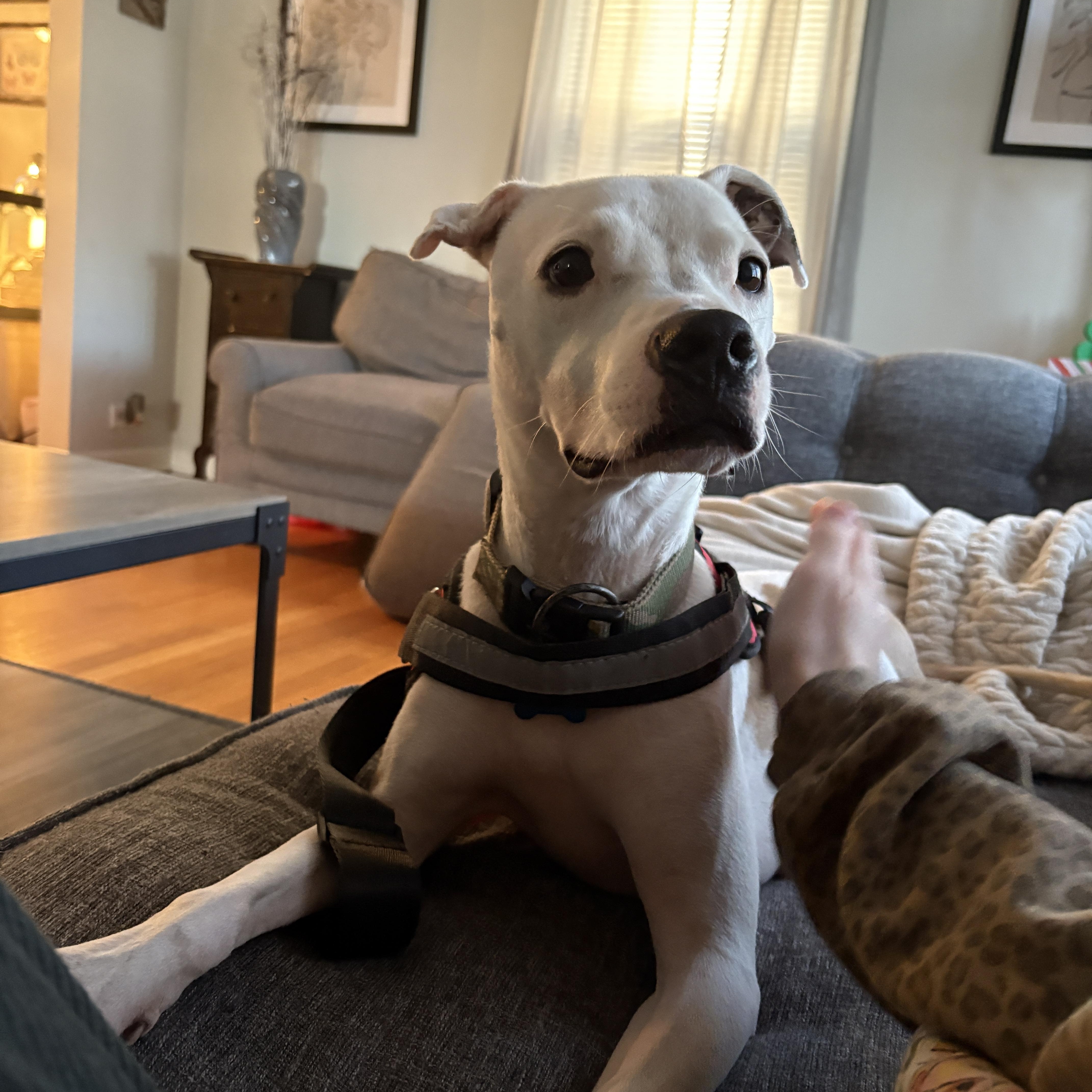 Pablo, a Adoptable mixed breed in Chicago, IL image 4/4