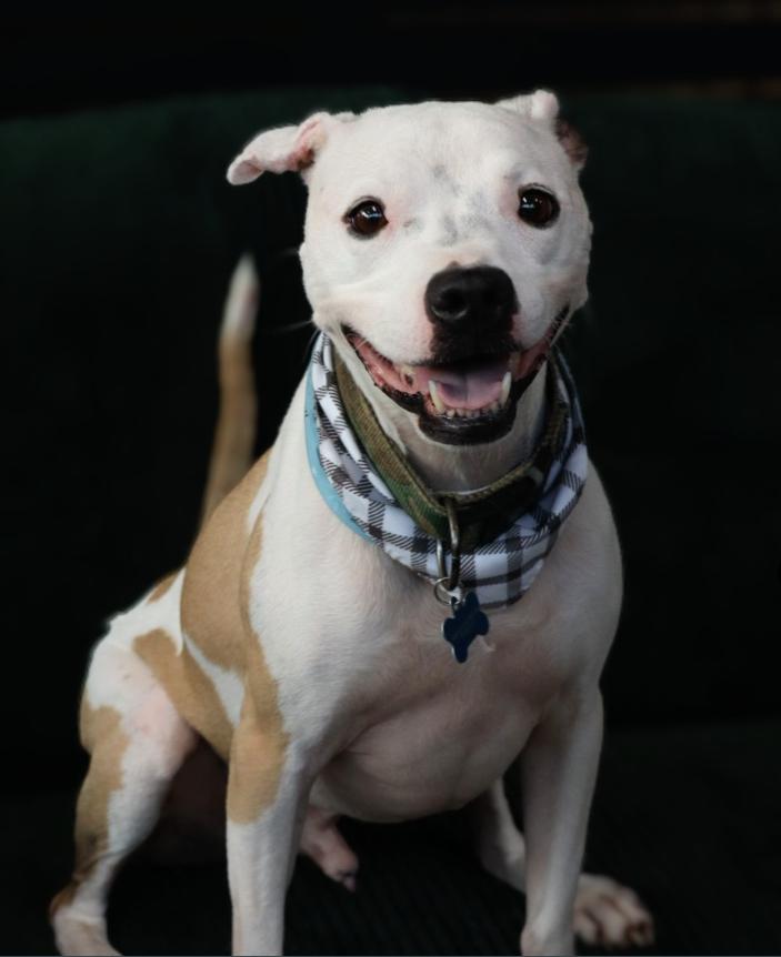 Pablo, Adoptable, Adult Male American Staffordshire Terrier & American Foxhound.