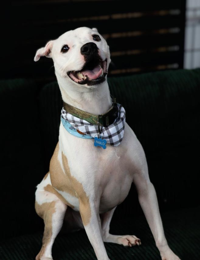 Pablo, a Adoptable mixed breed in Chicago, IL image 2/5