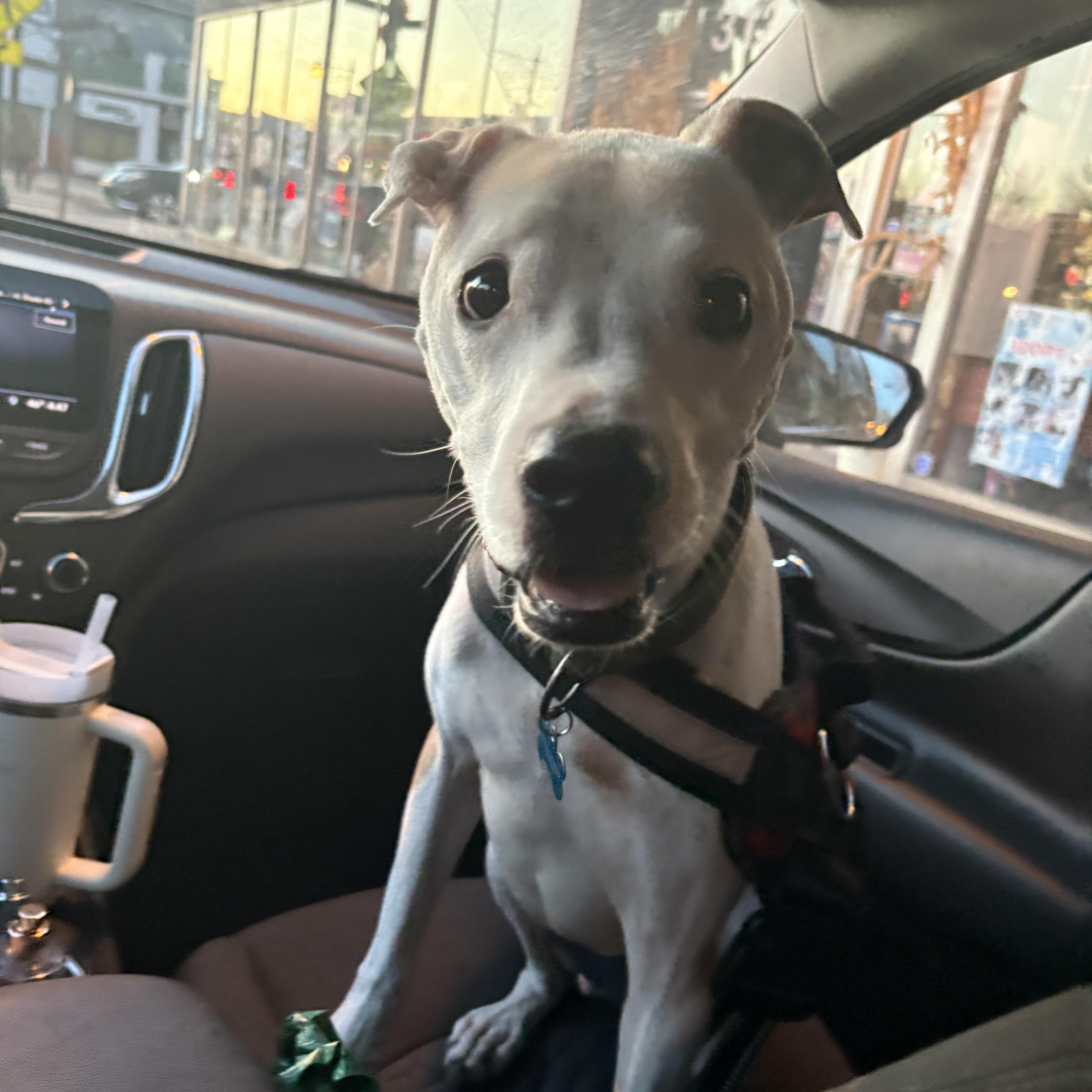 Pablo, a Adoptable mixed breed in Chicago, IL image 1/4