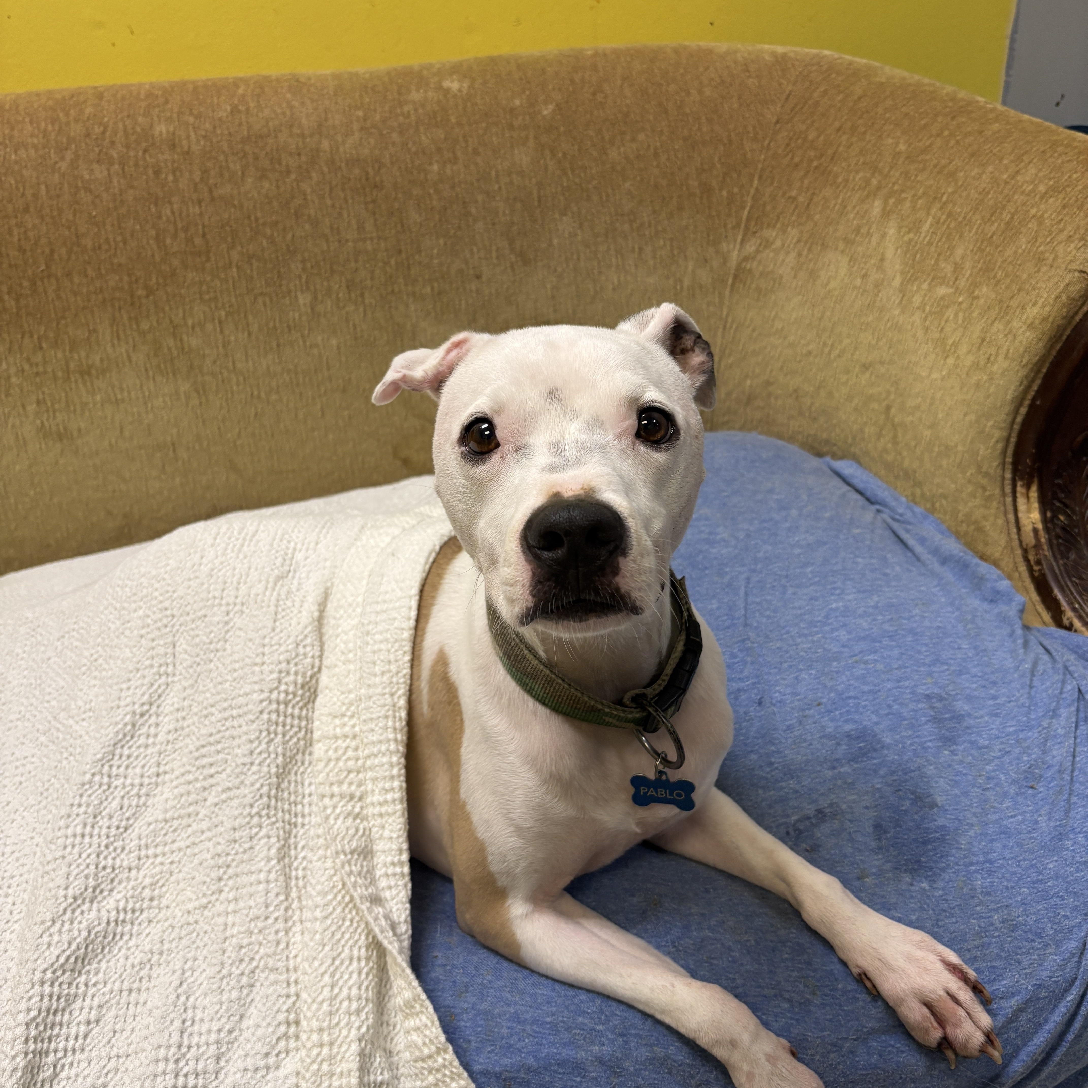 Pablo, a Adoptable mixed breed in Chicago, IL image 2/4