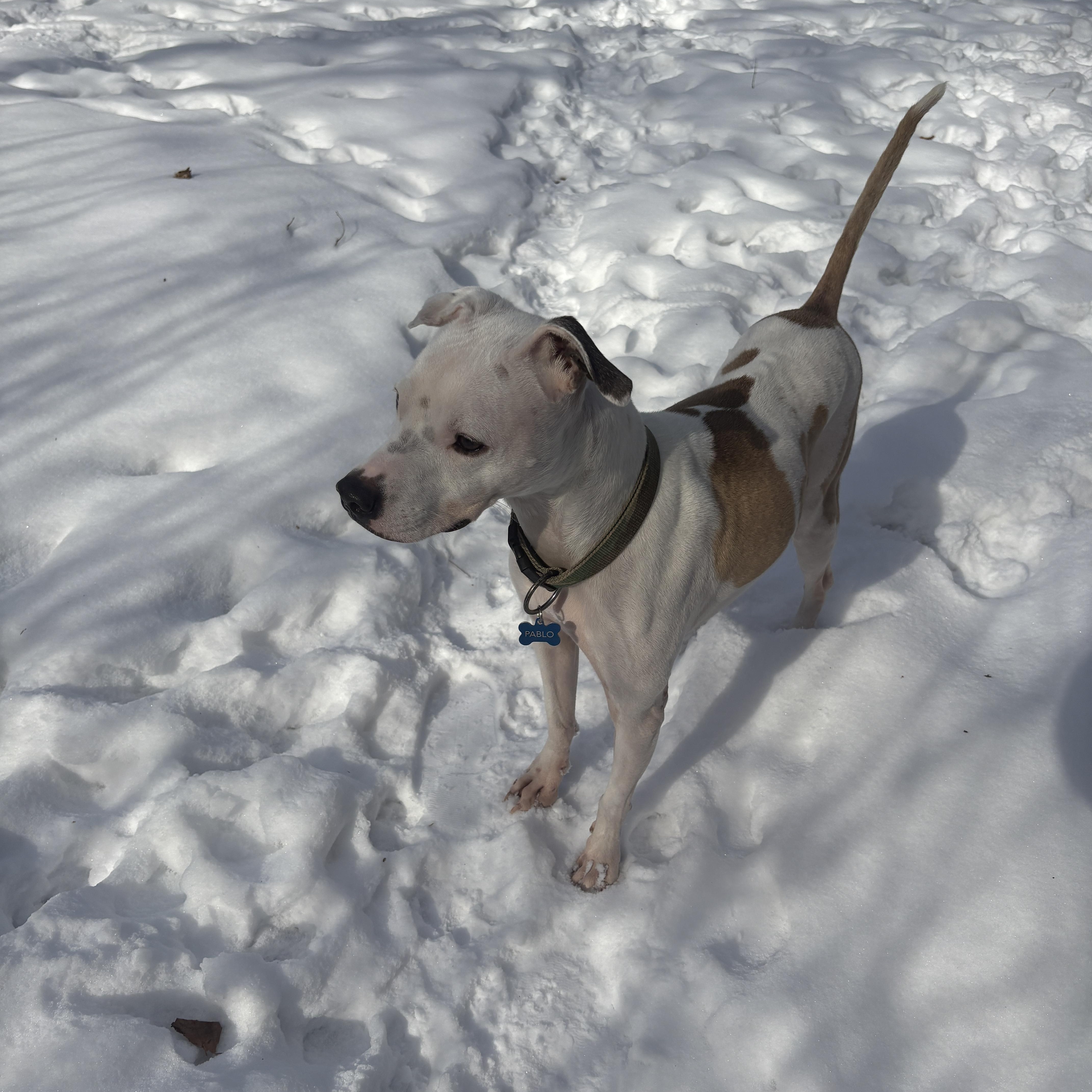 Pablo, a Adoptable mixed breed in Chicago, IL image 3/4