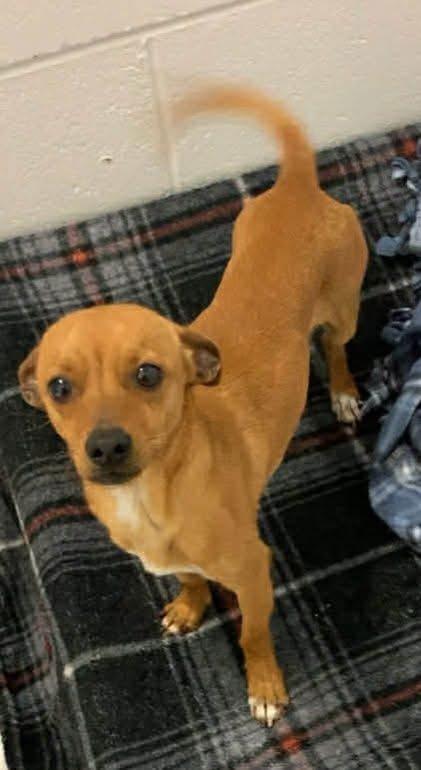 Cash, adopted, Adult Male Chihuahua.