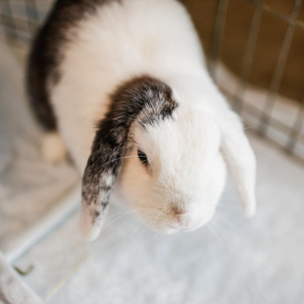 Lilly Lou Bonded with Daisy Jane, Adoptable, Adult Female Holland Lop.