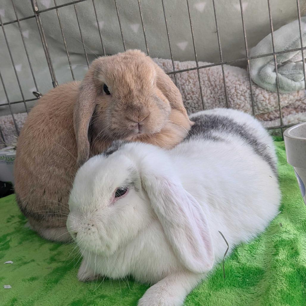Lilly Lou Bonded with Daisy Jane, a Adoptable Holland Lop in Dover, NH image 2/4