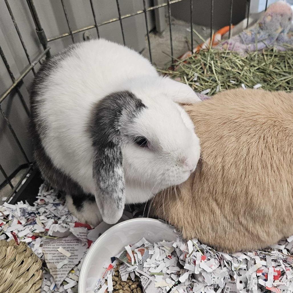 Enlarge Lilly Lou Bonded with Daisy Jane, a Adoptable Holland Lop in Dover, NH image 1/1