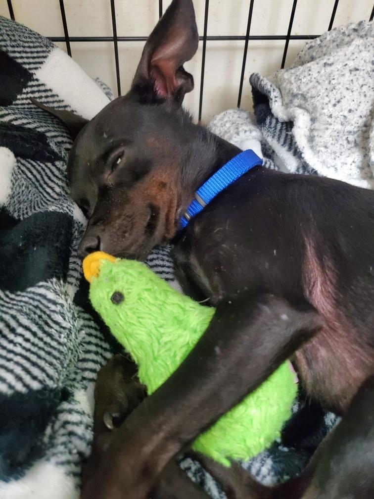 Radar2, Adoptable, Adult Male Chihuahua.