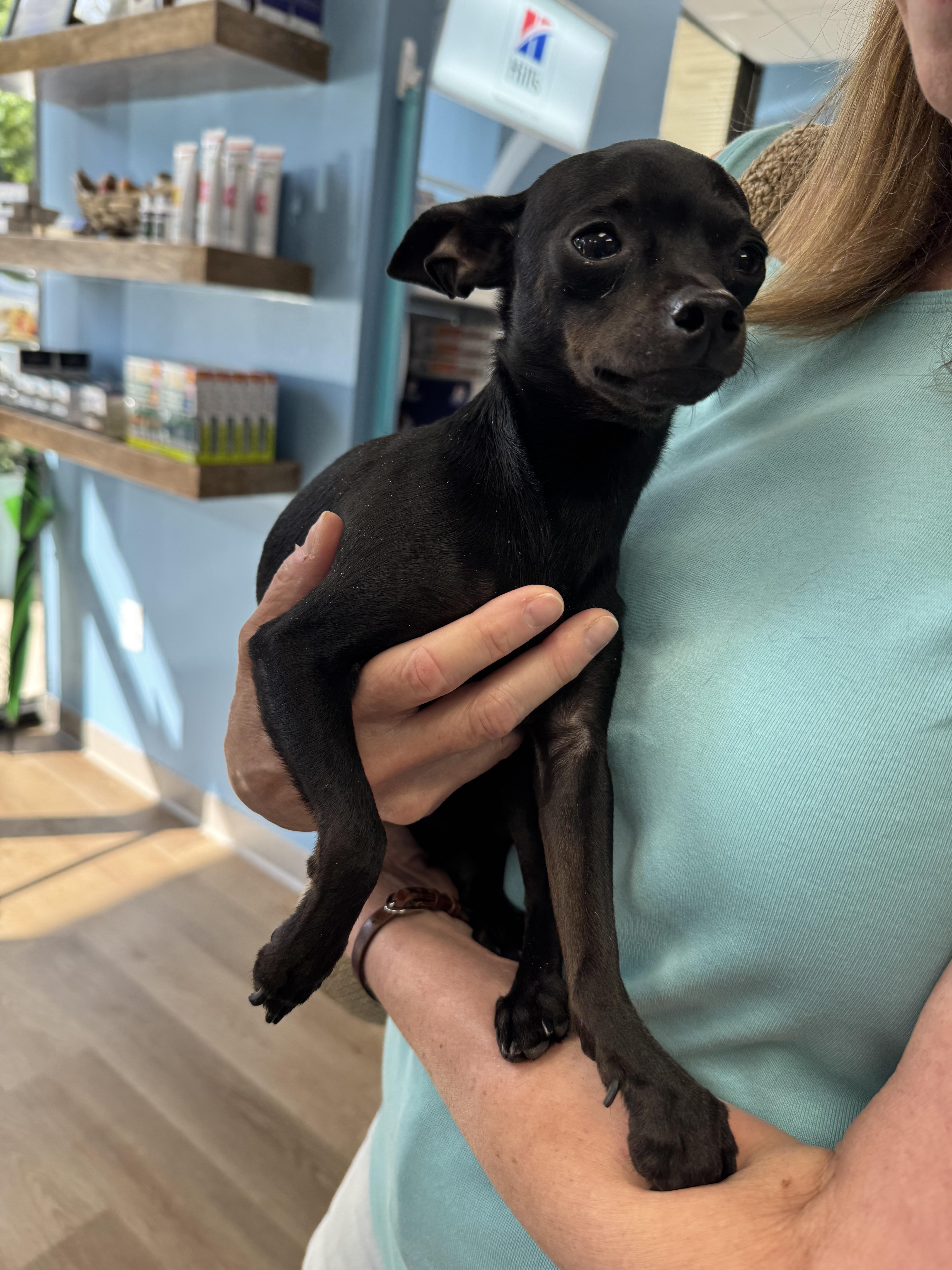 Enlarge Radar2, a Adoptable Chihuahua in Lakeland, TN image 4/5