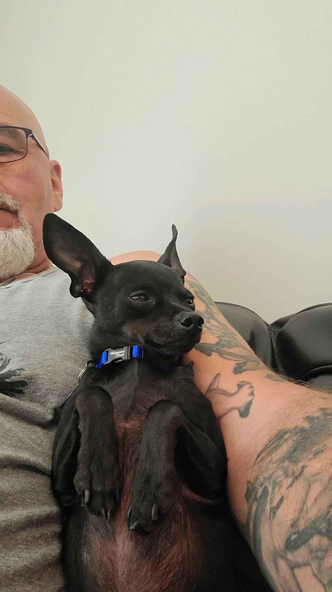Enlarge Radar2, a Adoptable Chihuahua in Lakeland, TN image 2/5