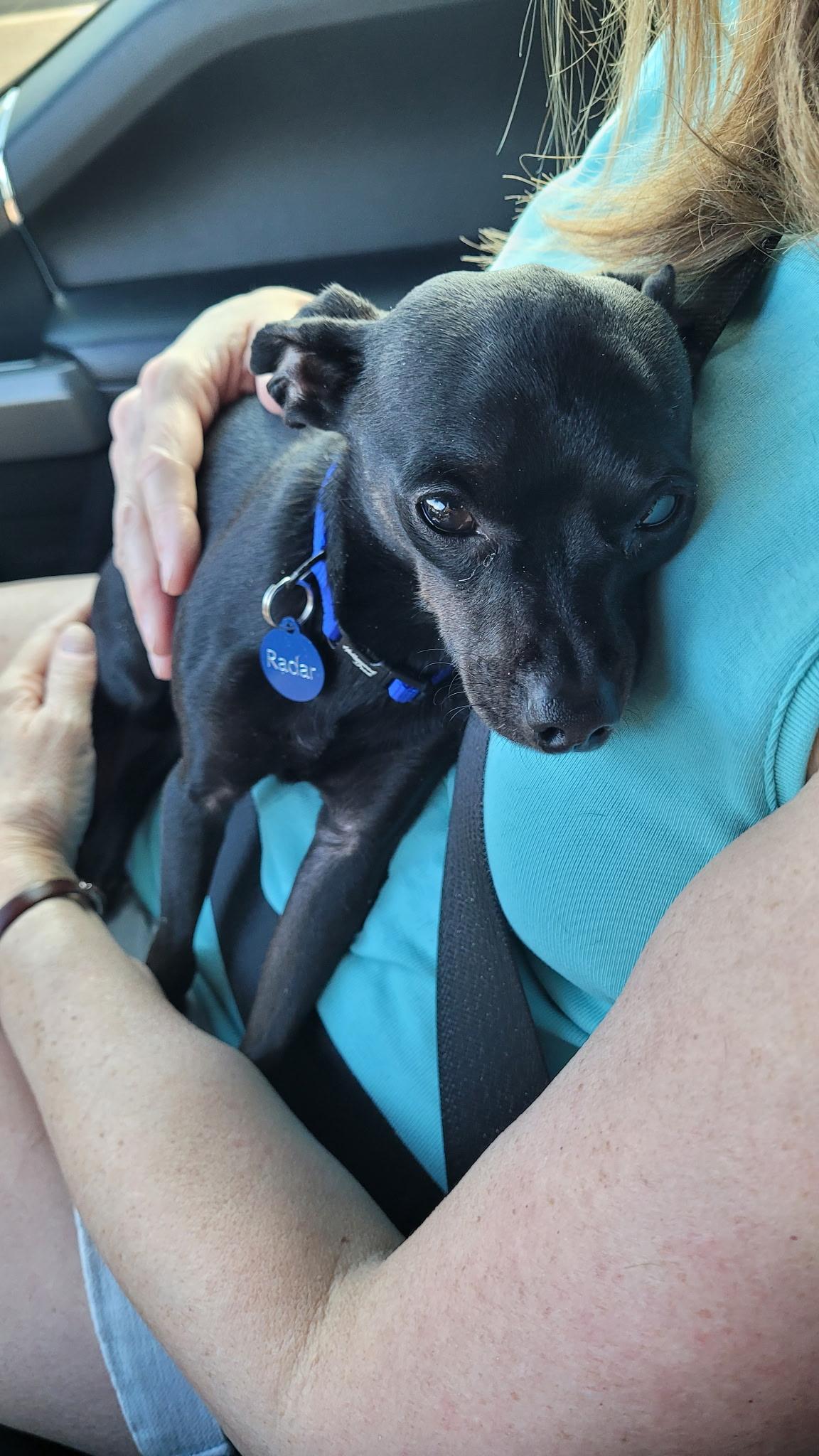 Enlarge Radar2, a Adoptable Chihuahua in Lakeland, TN image 3/5