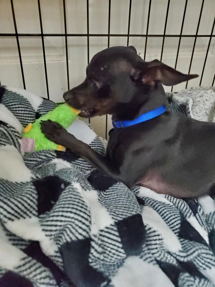 Enlarge Radar2, a Adoptable Chihuahua in Lakeland, TN image 5/5