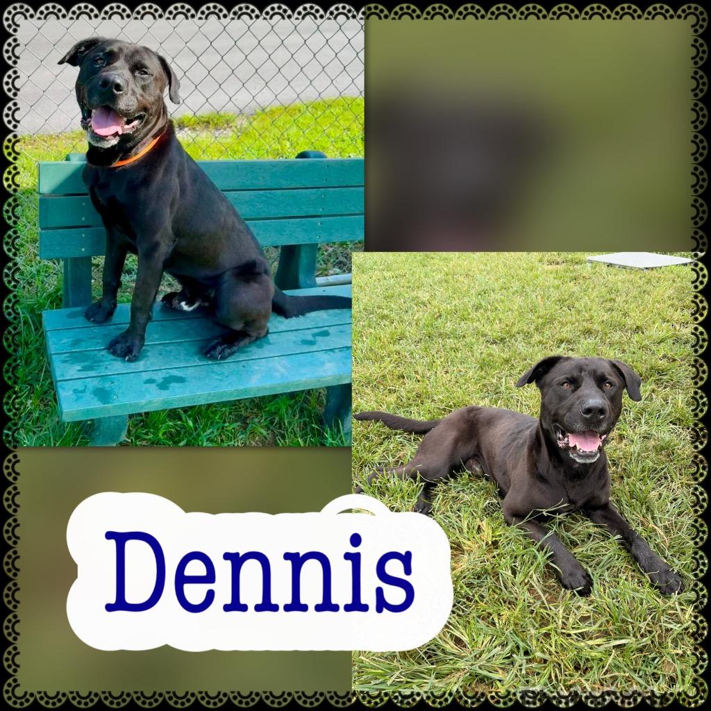 Dennis, a Adoptable mixed breed in Blountville, TN image 1/5
