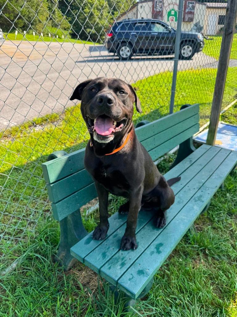 Dennis, a Adoptable mixed breed in Blountville, TN image 2/5