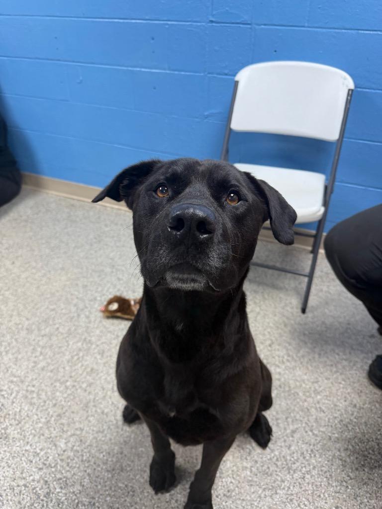 Dennis, a Adoptable mixed breed in Blountville, TN image 3/5