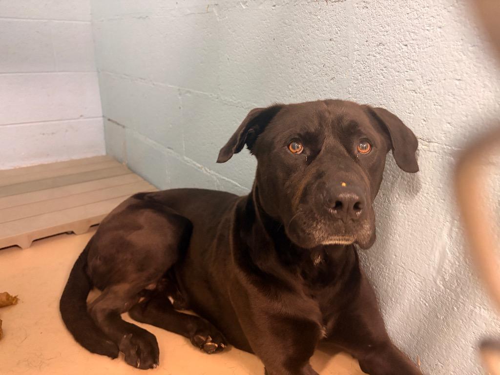 Dennis, a Adoptable mixed breed in Blountville, TN image 4/5