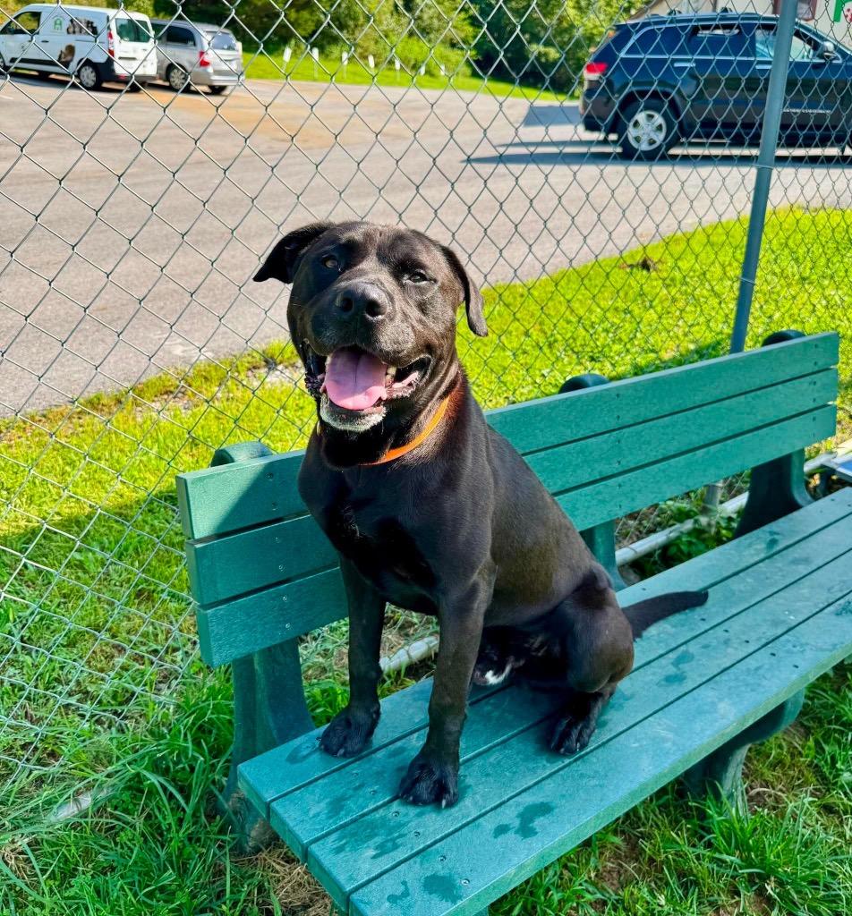 Dennis, a Adoptable mixed breed in Blountville, TN image 5/5
