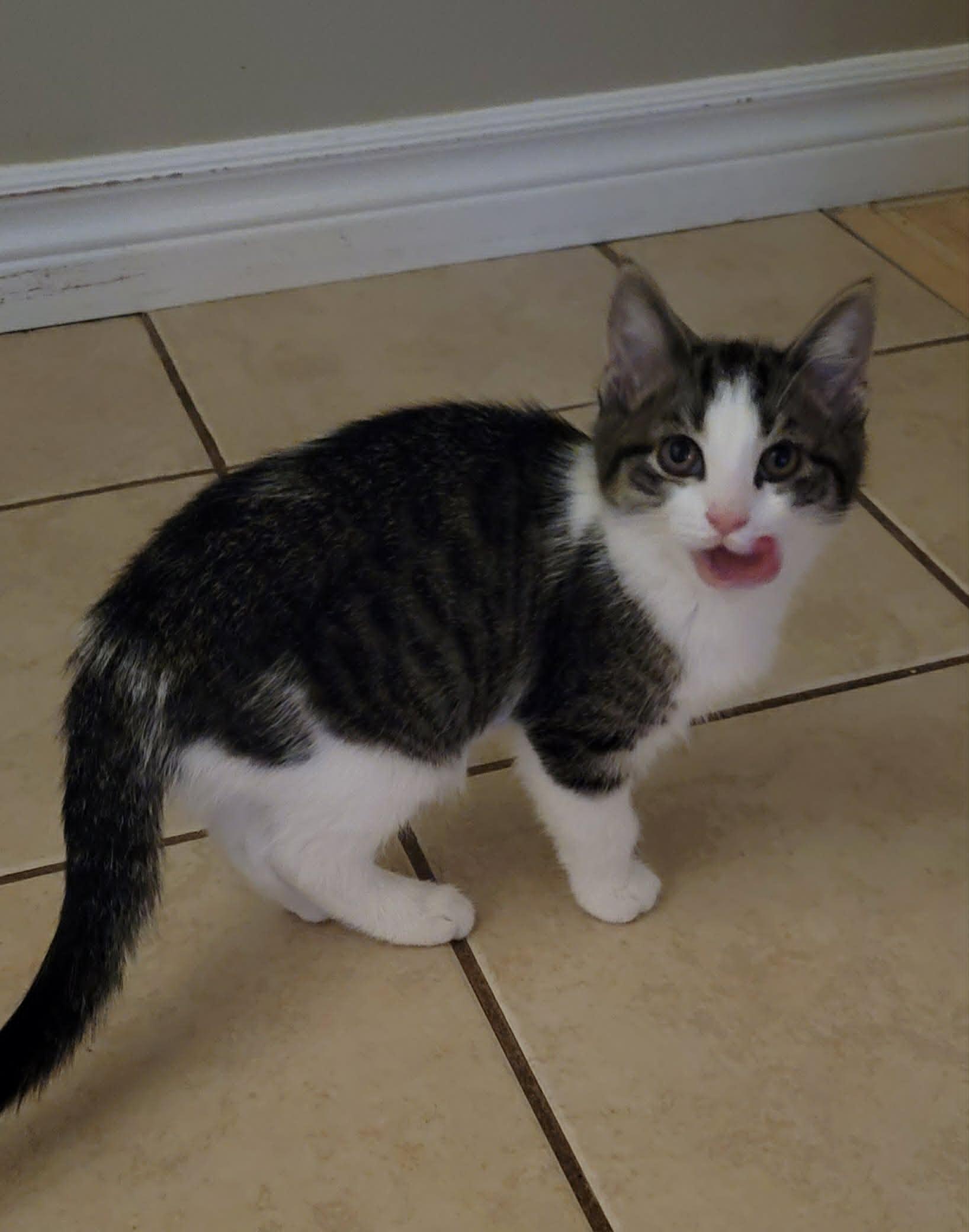 Sir Lick A Lot, adopted, Kitten Male Domestic Short Hair.