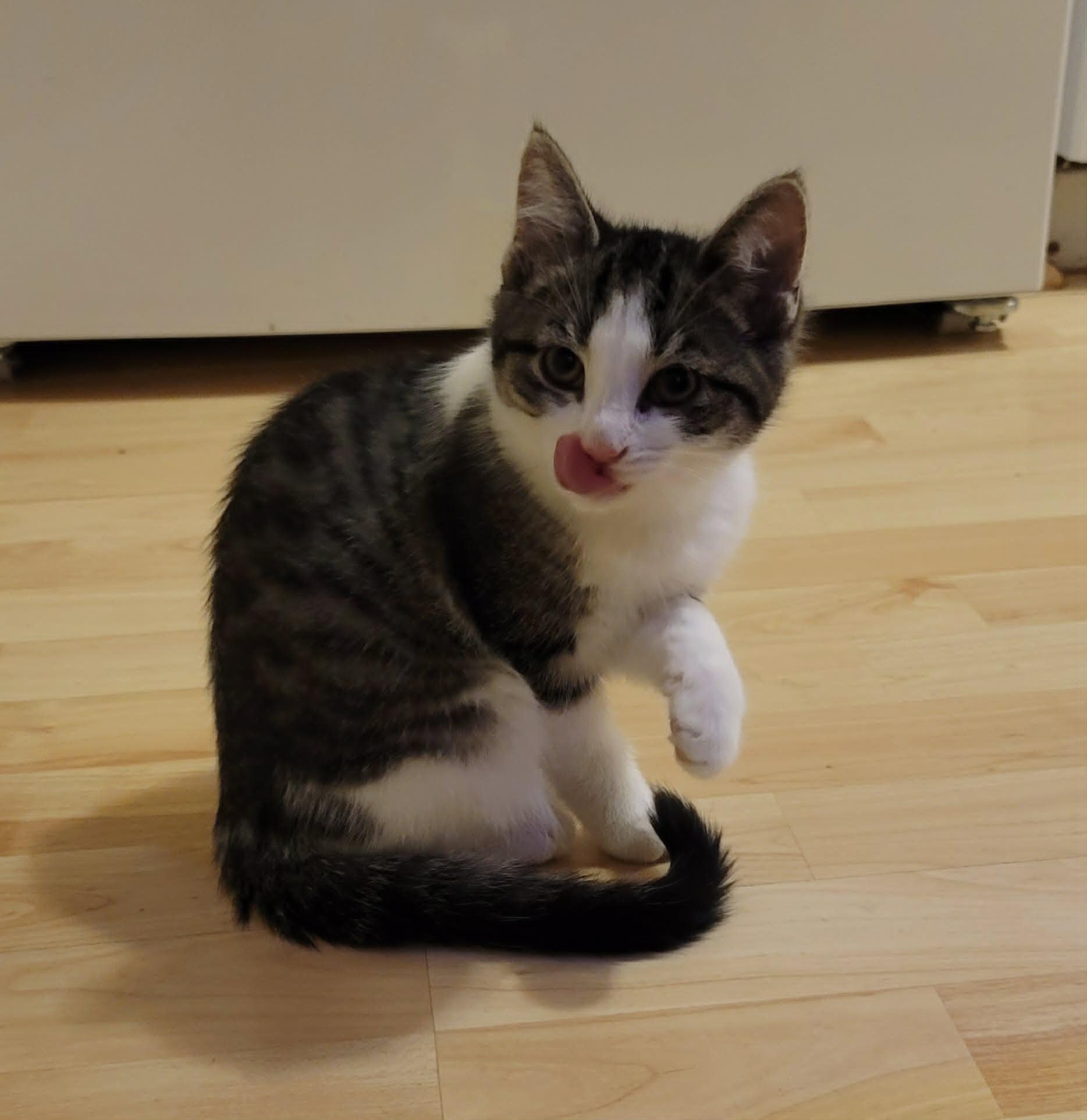 Enlarge Sir Lick A Lot, an adopted Domestic Short Hair in Kitchener, ON image 2/2