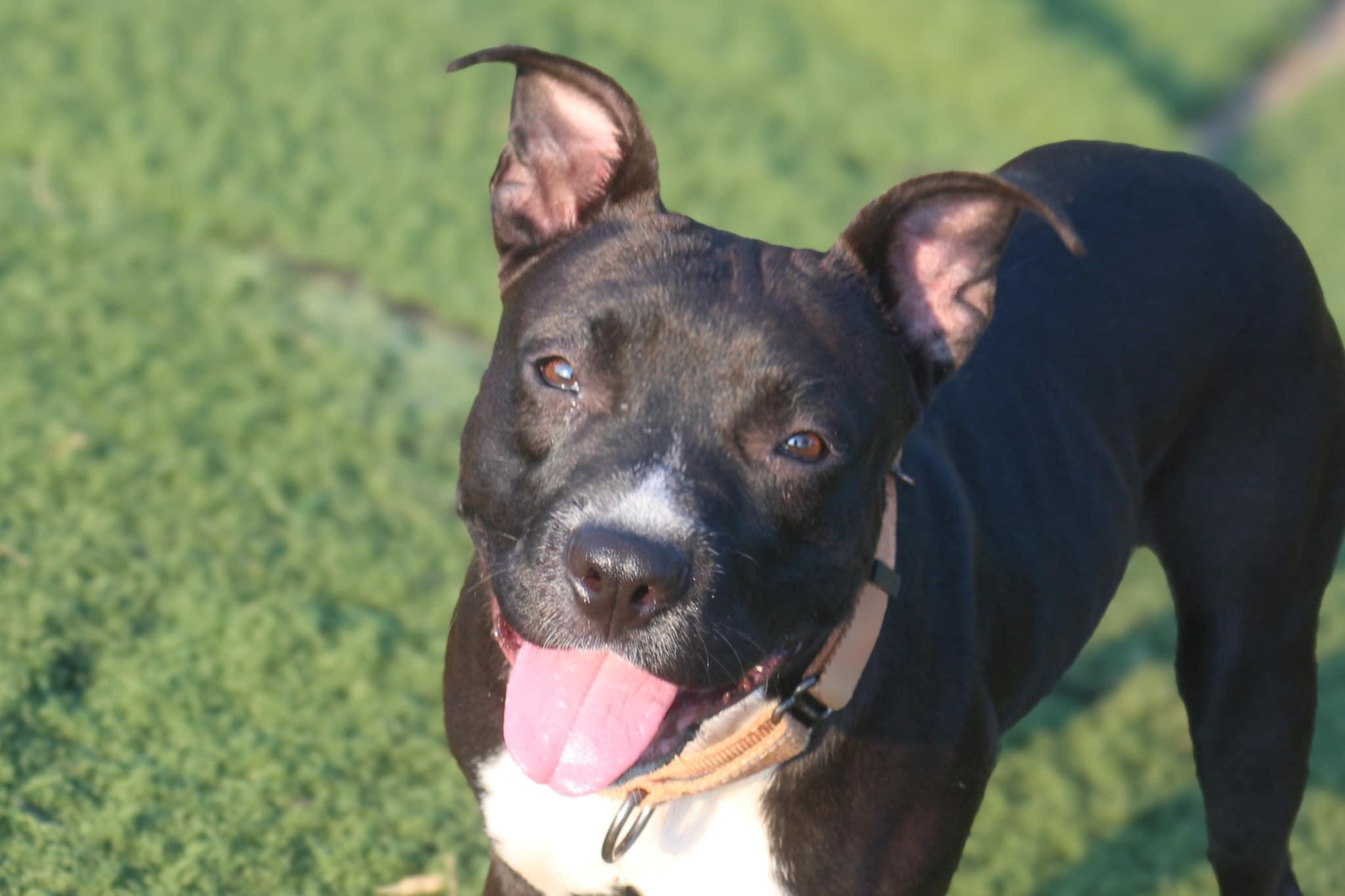 Enlarge Wednesday, a Adoptable mixed breed in Jackson, MS image 1/1