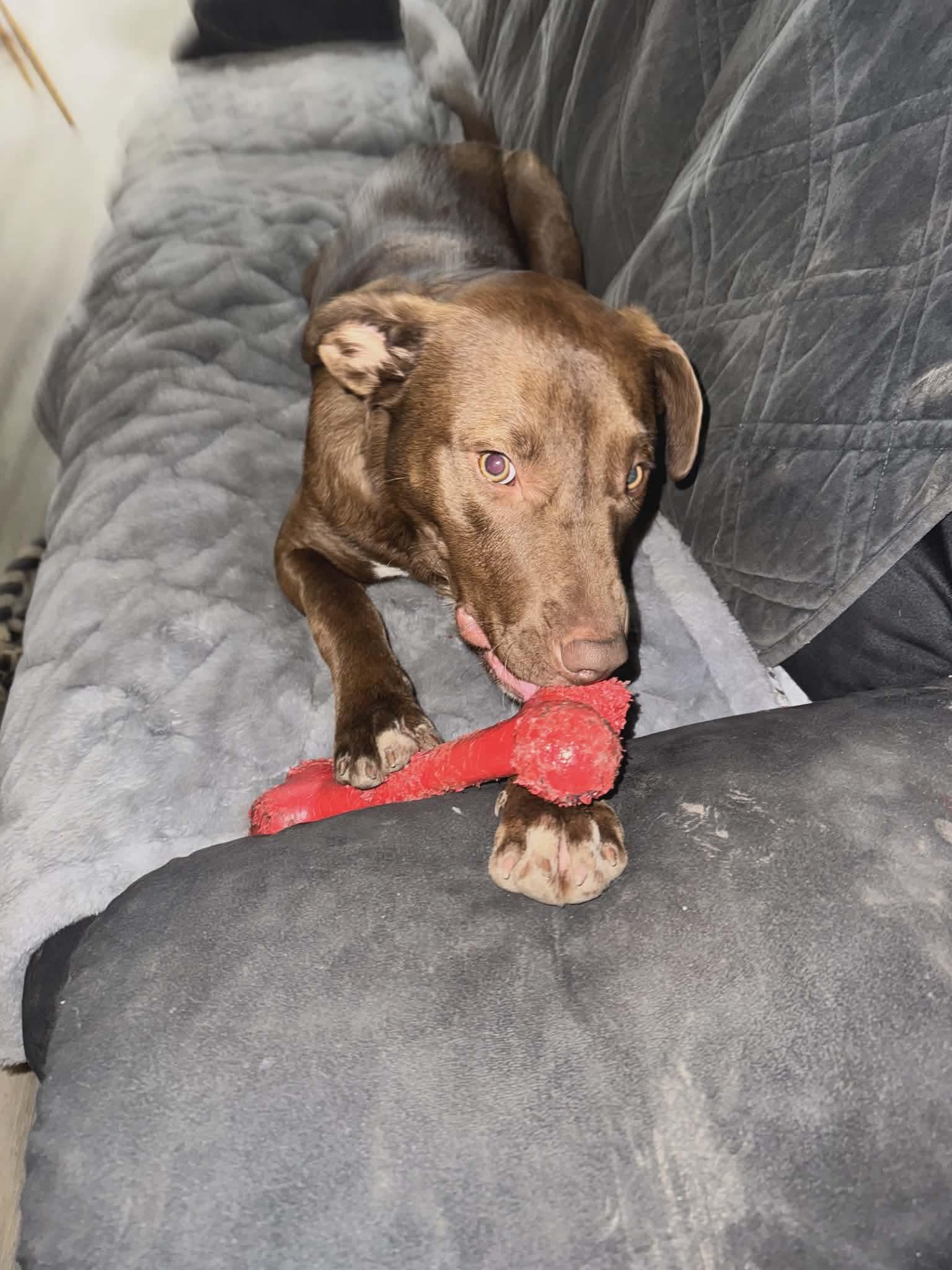 Enlarge Leo, a ADOPTABLE mixed breed in Eugene, OR image 4/4