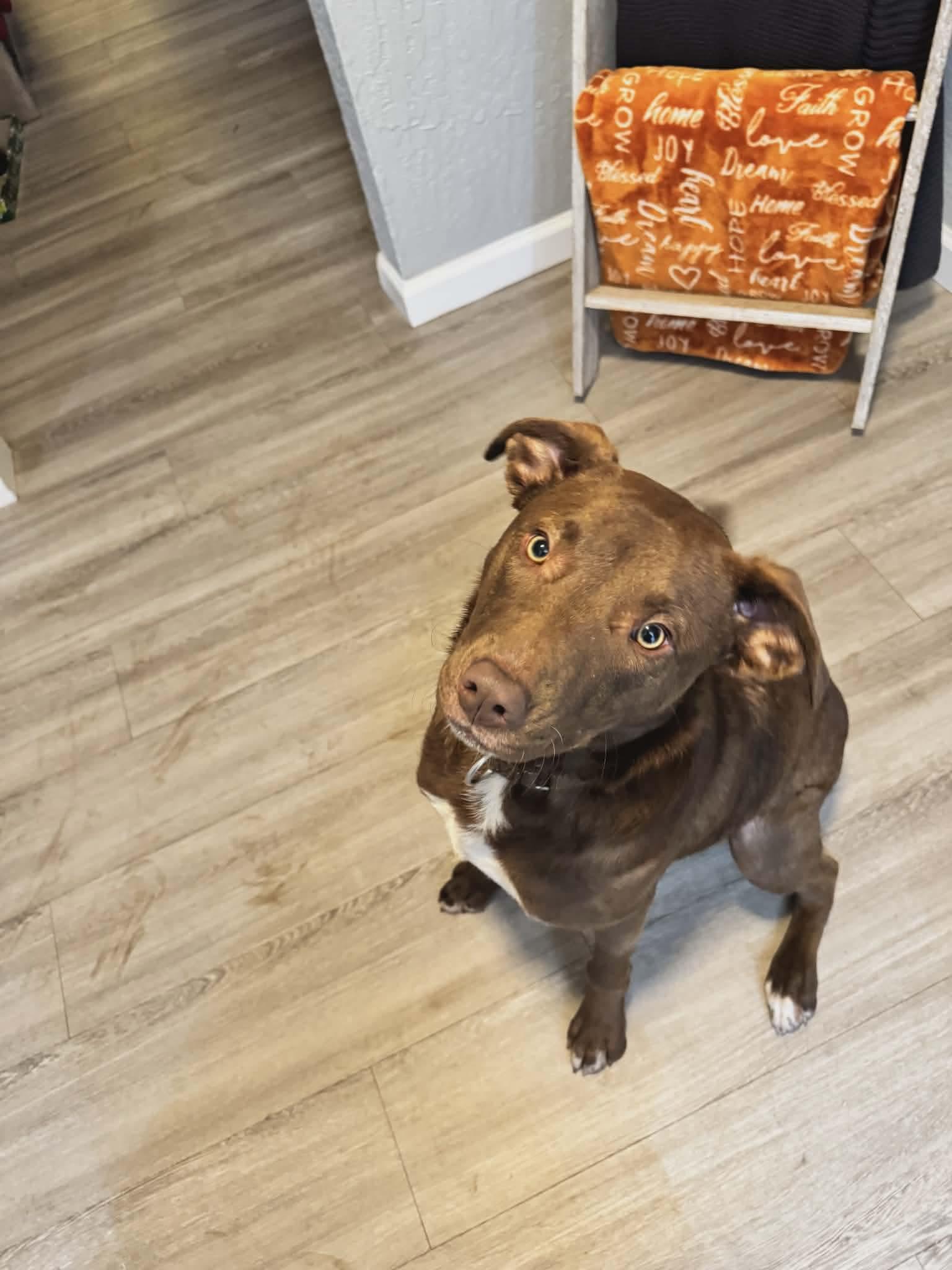 Enlarge Leo, a ADOPTABLE mixed breed in Eugene, OR image 1/4