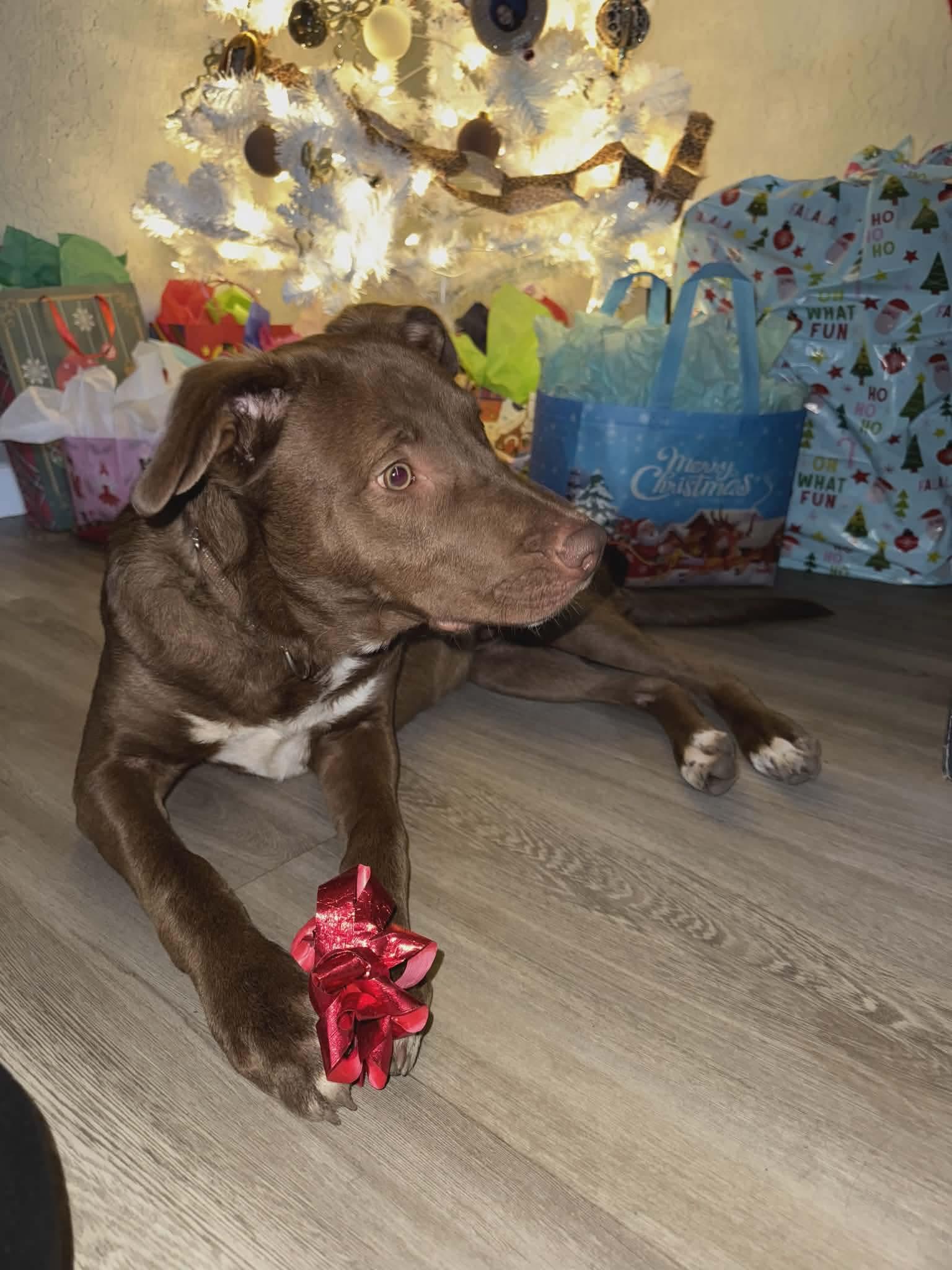 Enlarge Leo, a ADOPTABLE mixed breed in Eugene, OR image 3/4