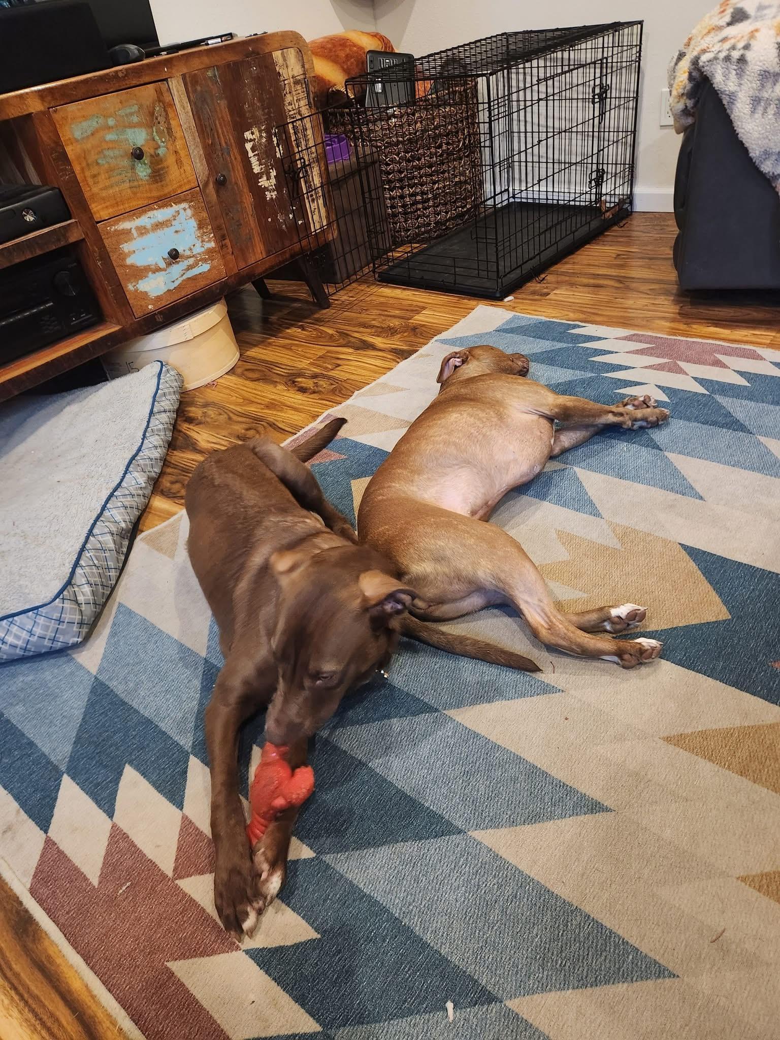 Leo, an adopted mixed breed in Eugene, OR image 5/6