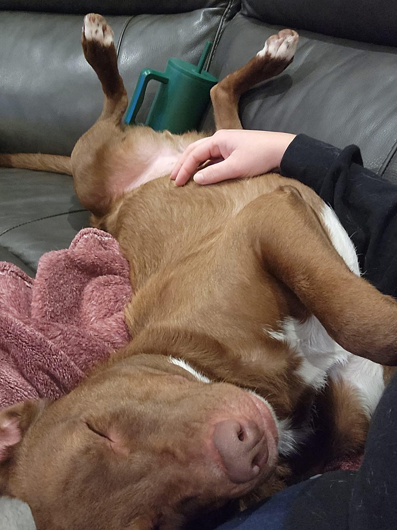 Leo, an adopted mixed breed in Eugene, OR image 4/6