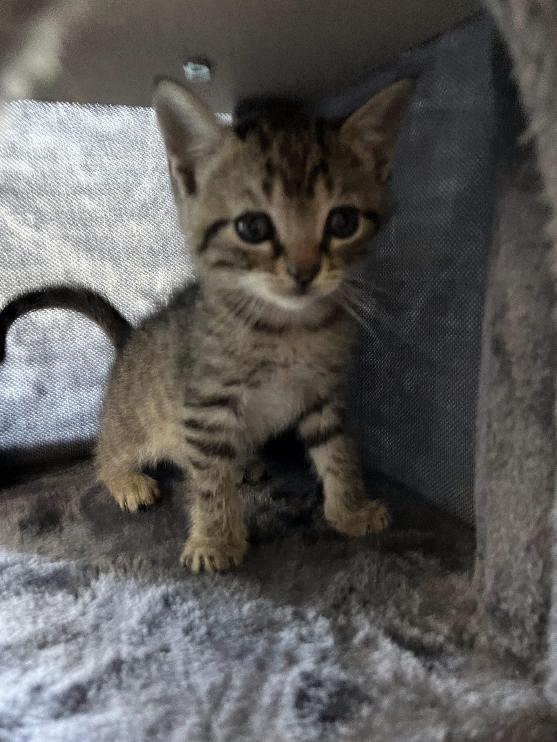 Milo, Adoptable, Young Male Domestic Short Hair.