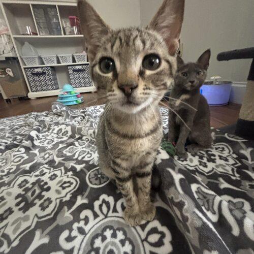 Enlarge Milo, a Adoptable Domestic Short Hair in Paulina, LA image 2/3