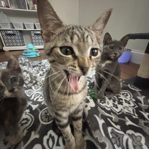 Enlarge Milo, a Adoptable Domestic Short Hair in Paulina, LA image 3/3