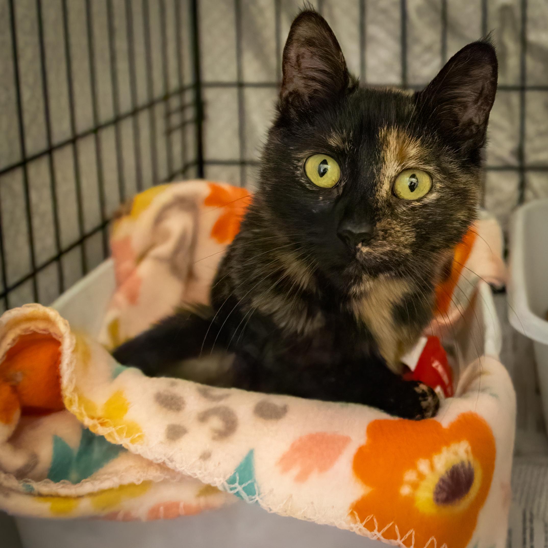 Tawny (FCID# 04/21/2025 - 57 Brandywine PS)