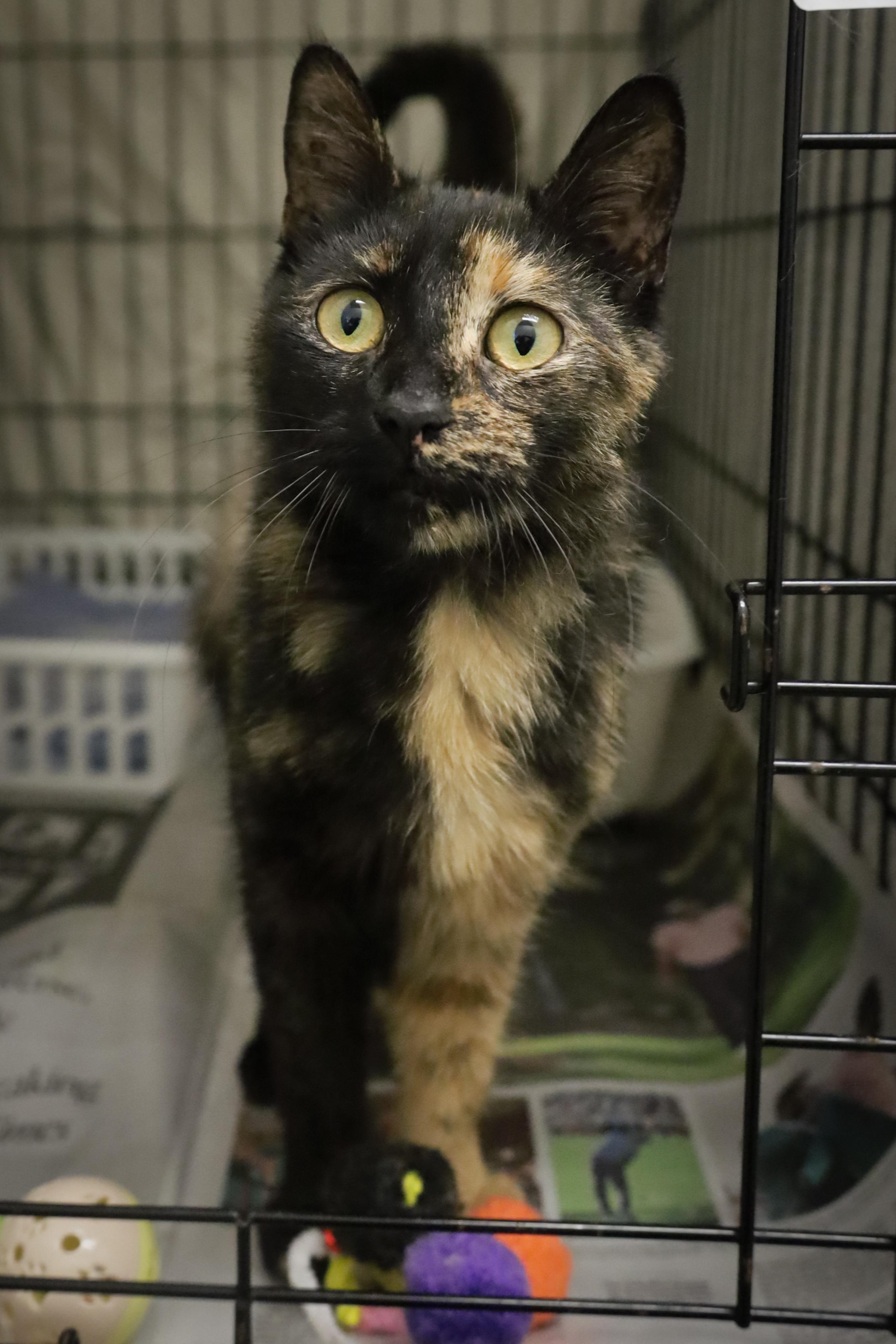 Tawny (FCID# 04/21/2025 - 57 Brandywine PS)