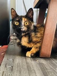 Tawny (FCID# 04/21/2025 - 57 Brandywine PS)