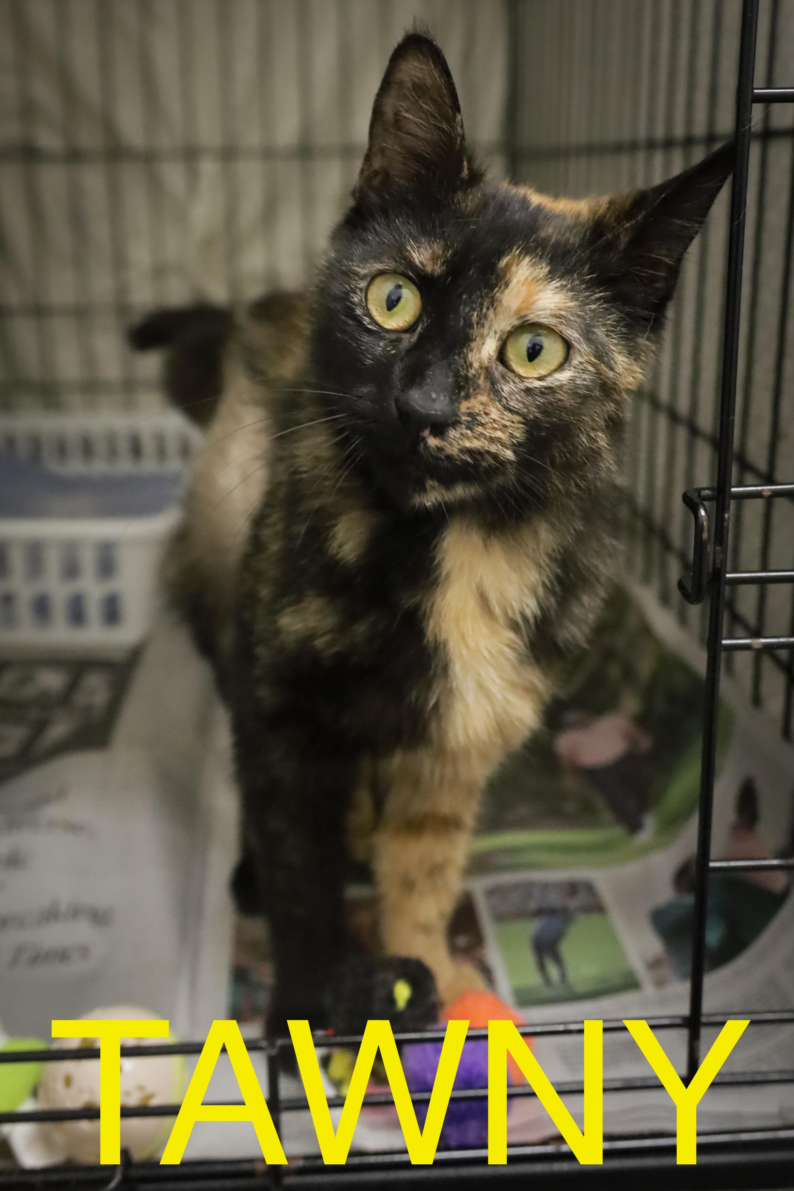 Tawny (FCID# 04/21/2025 - 57 Brandywine PS)