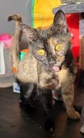 Tawny (FCID# 04/21/2025 - 57 Brandywine PS)